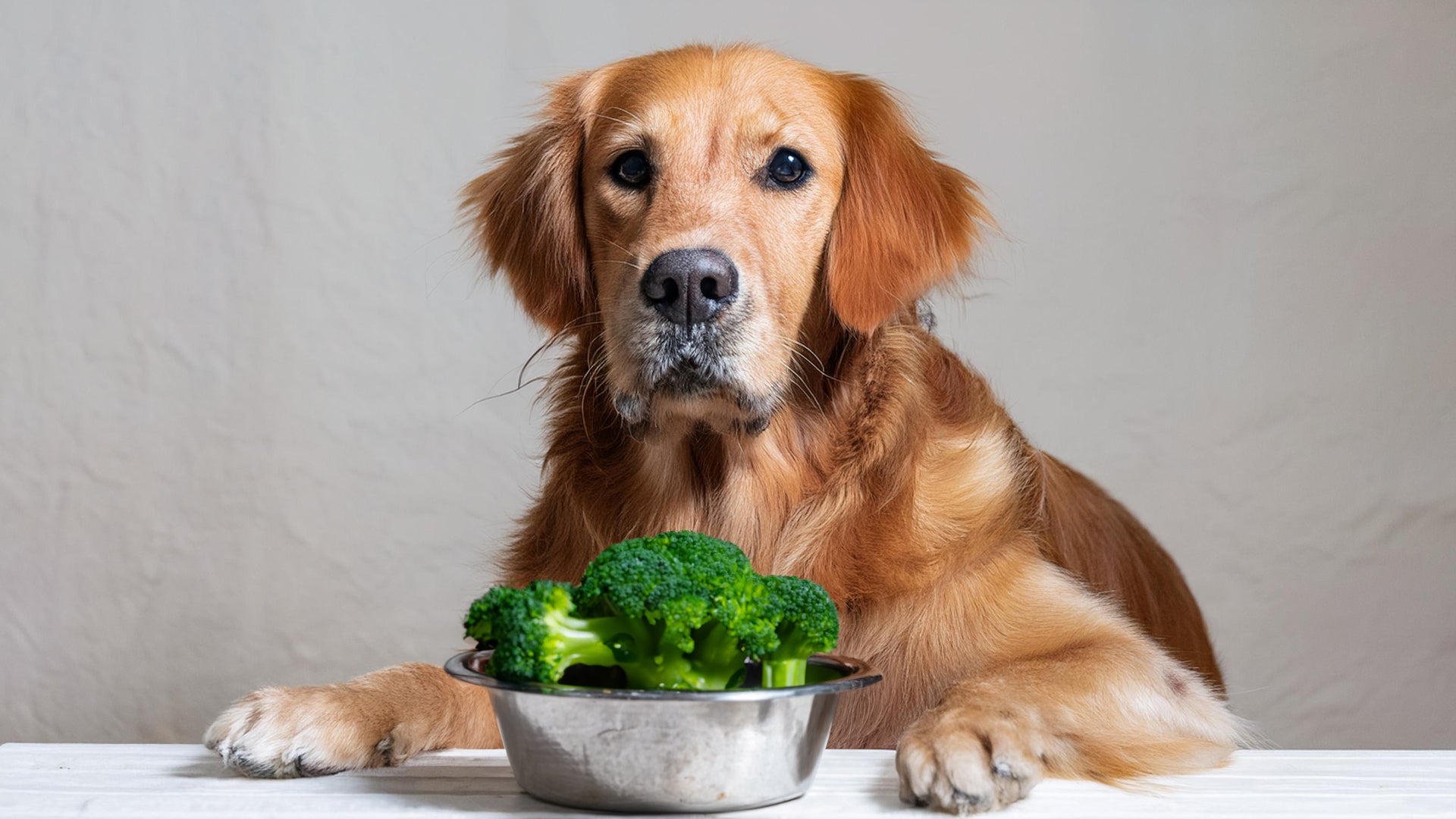 Dogs and broccoli hotsell