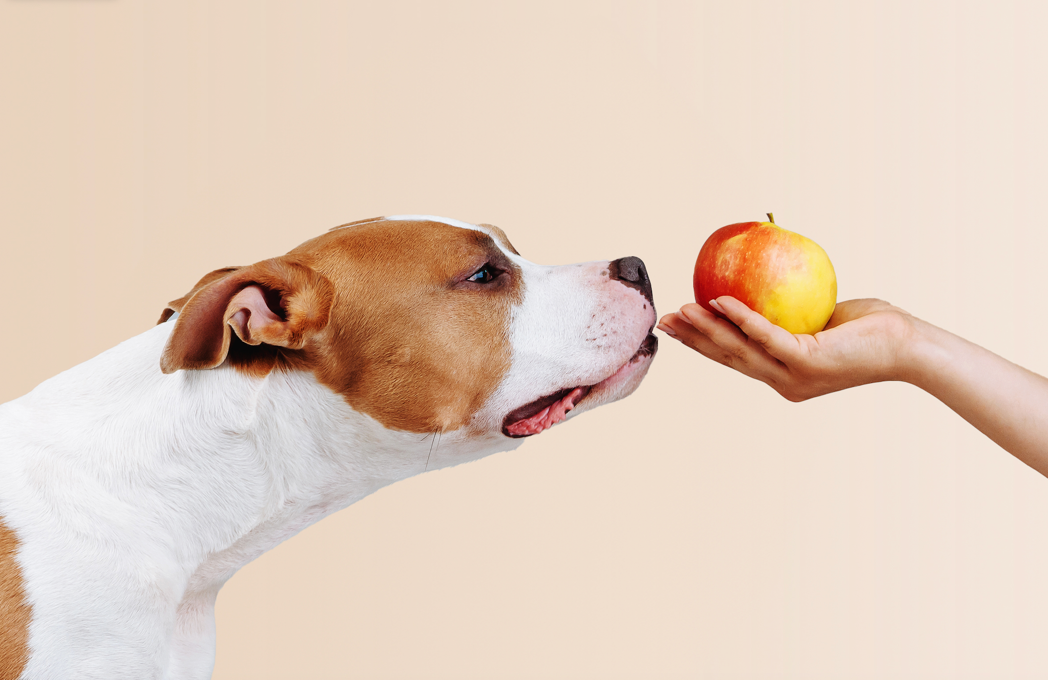 Can Dogs Eat Apples?