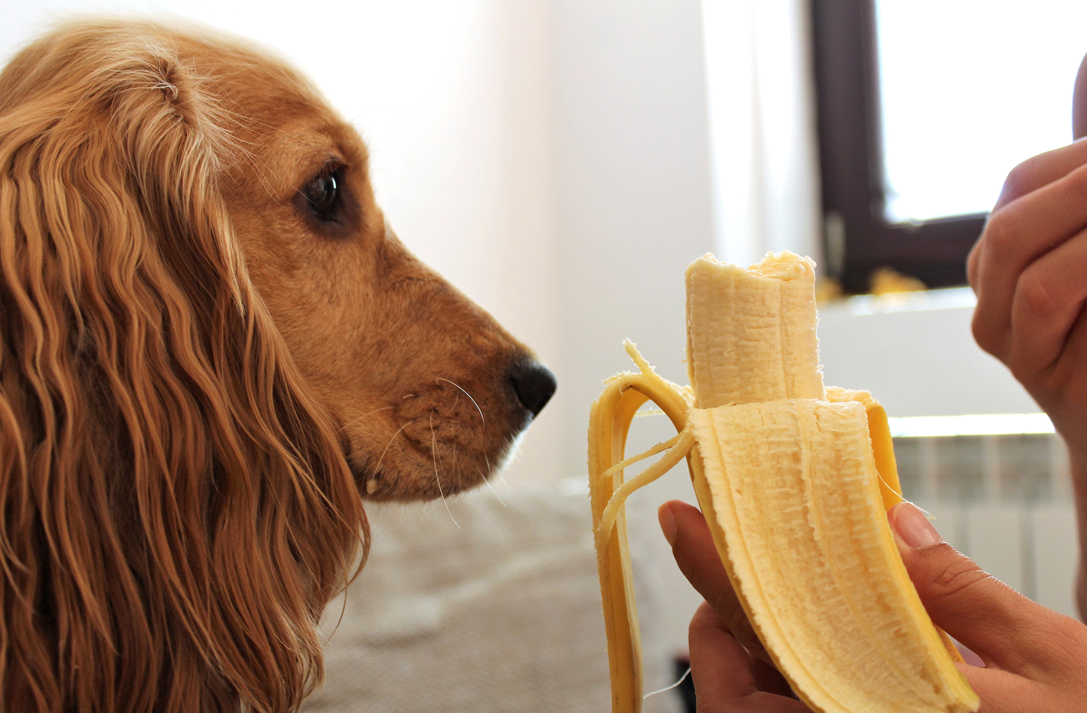 Can Dogs Eat Bananas?