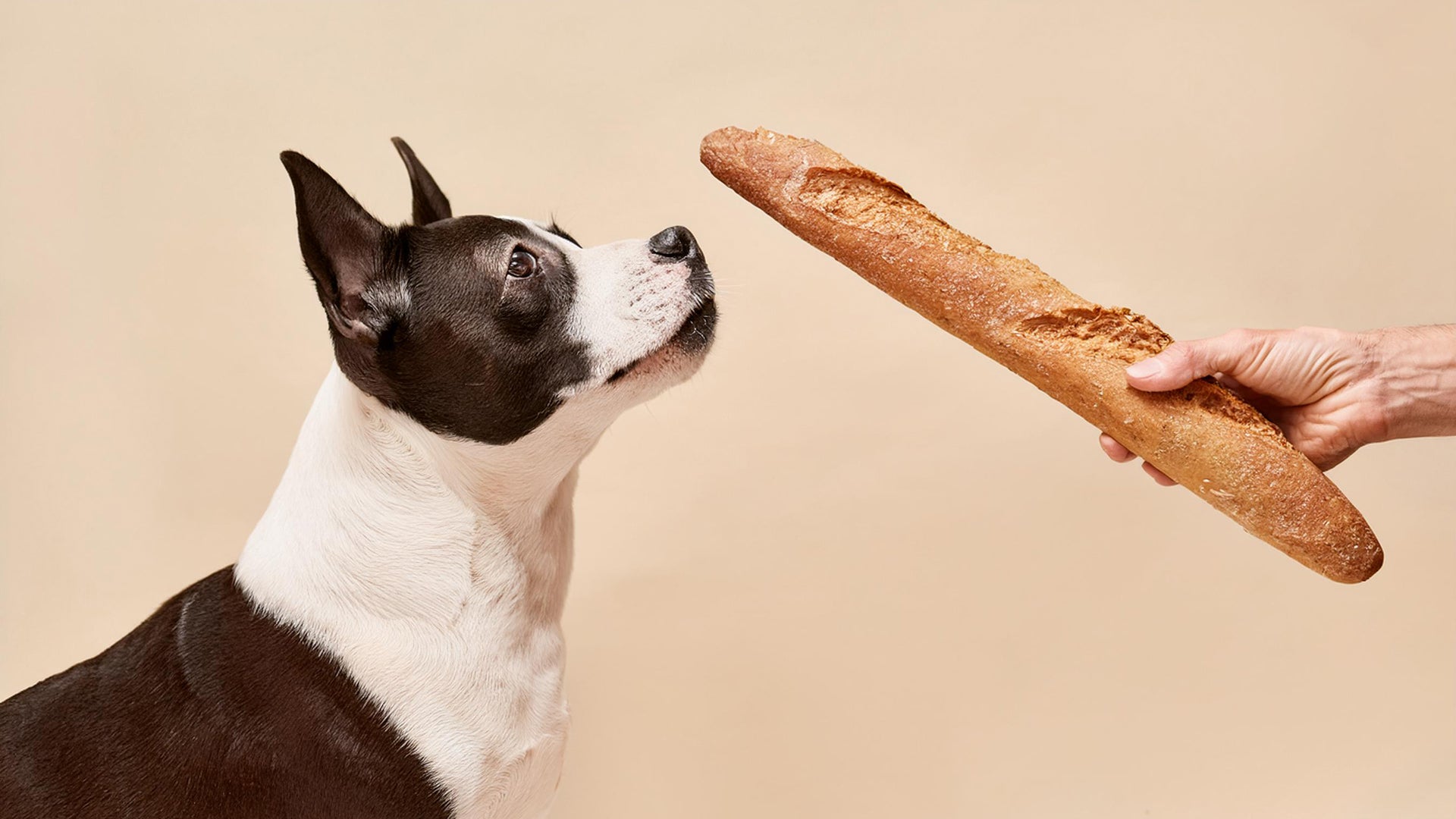 Can Dogs Eat Bread?