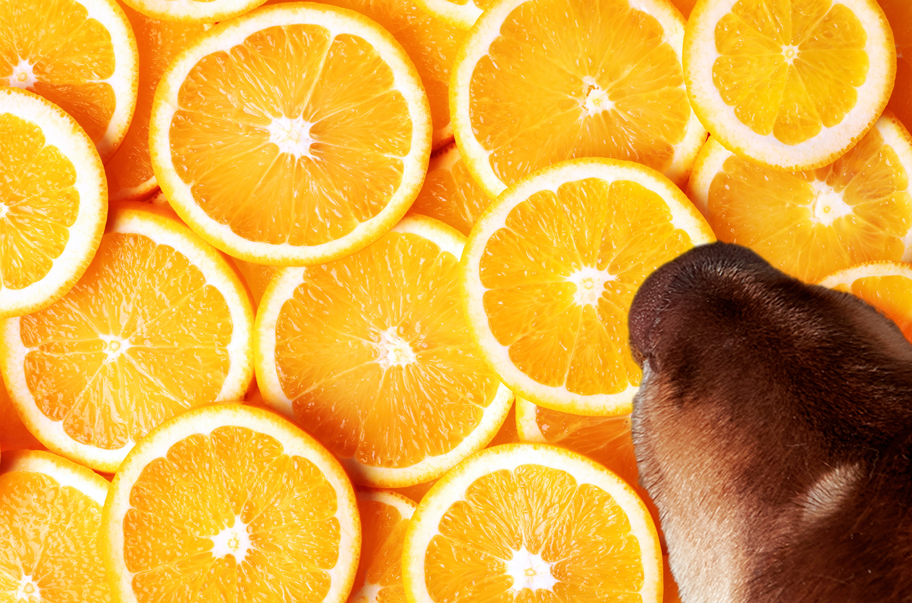 Can Dogs Eat Oranges?