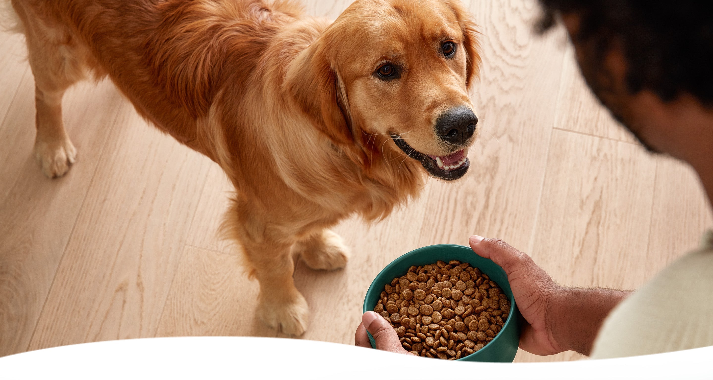 Fresh Dog Food vs Raw Dog Food vs Kibble