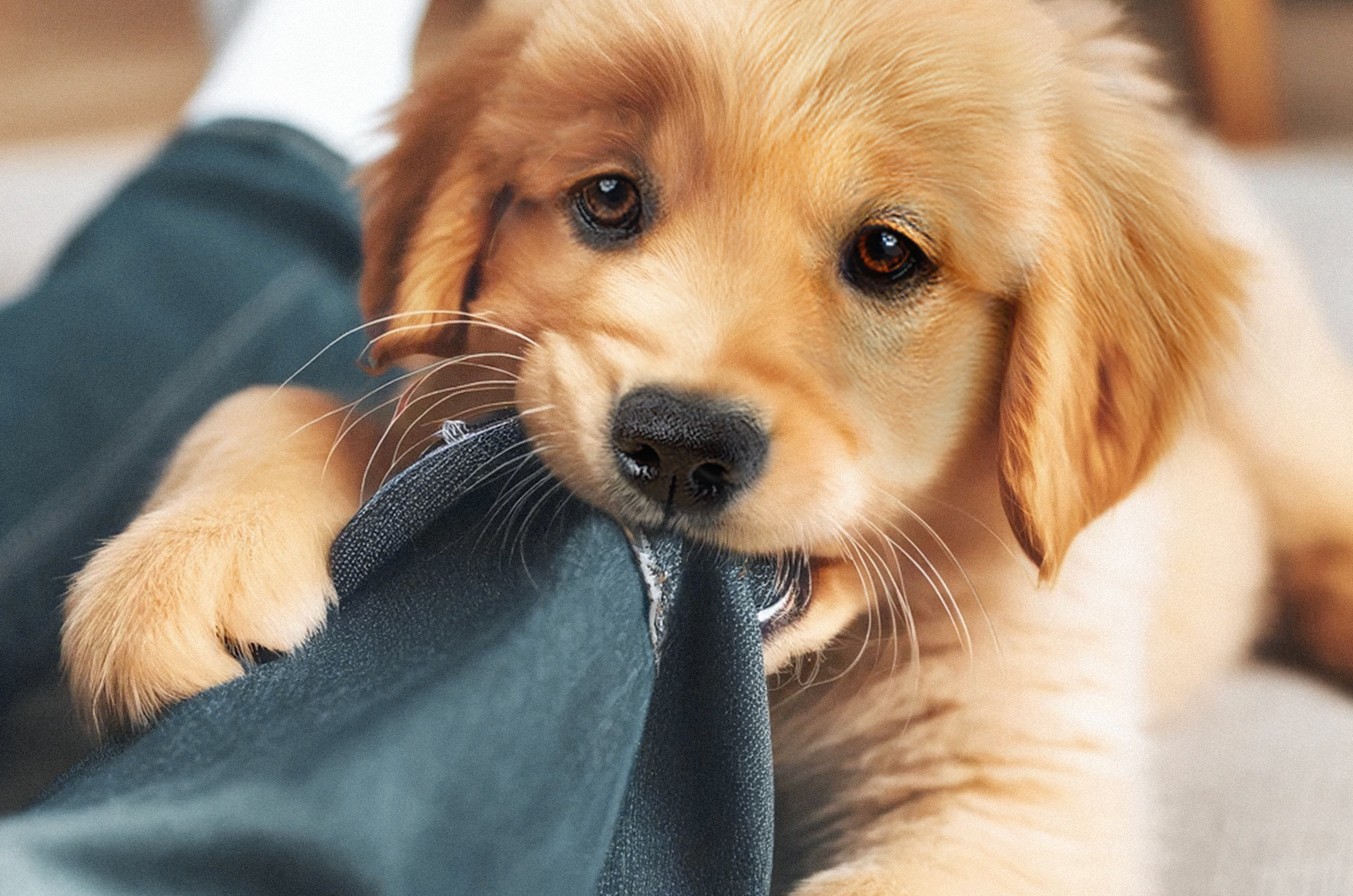 How To Stop Puppy Biting Behavior