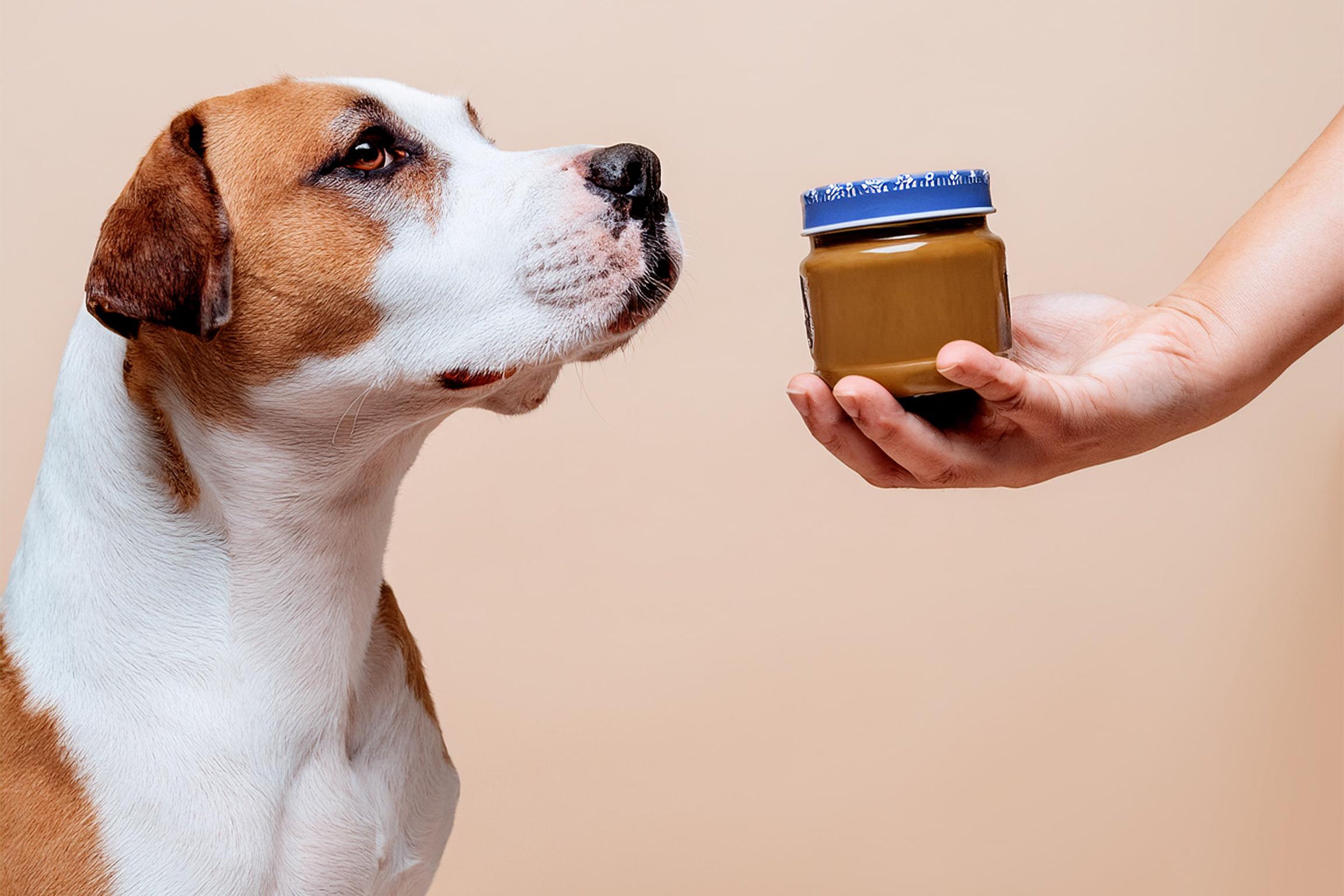 Is Peanut Butter Good For Dogs?