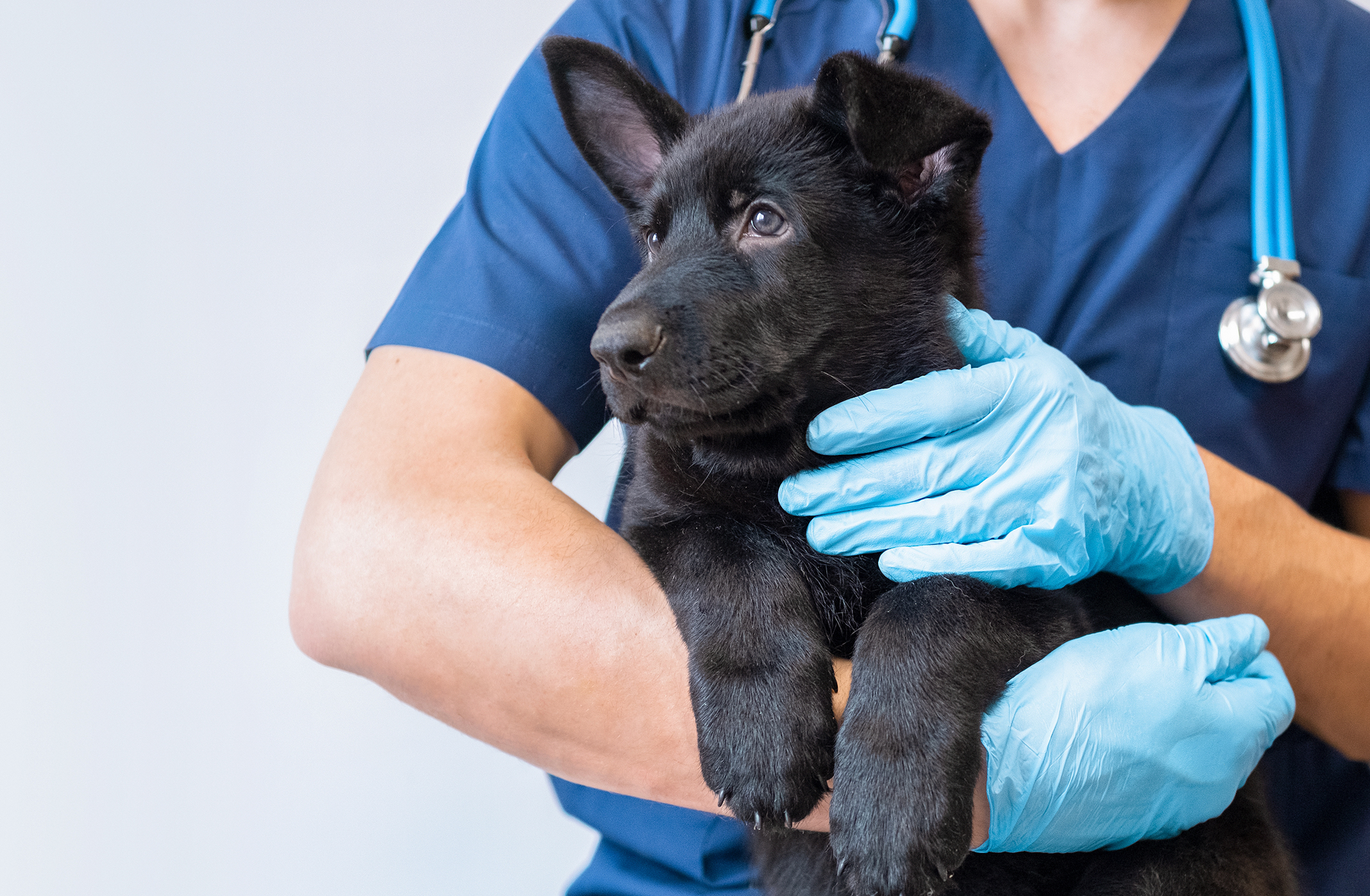 Puppy Shot Schedule: Important Vaccines for Their First Year and Beyond