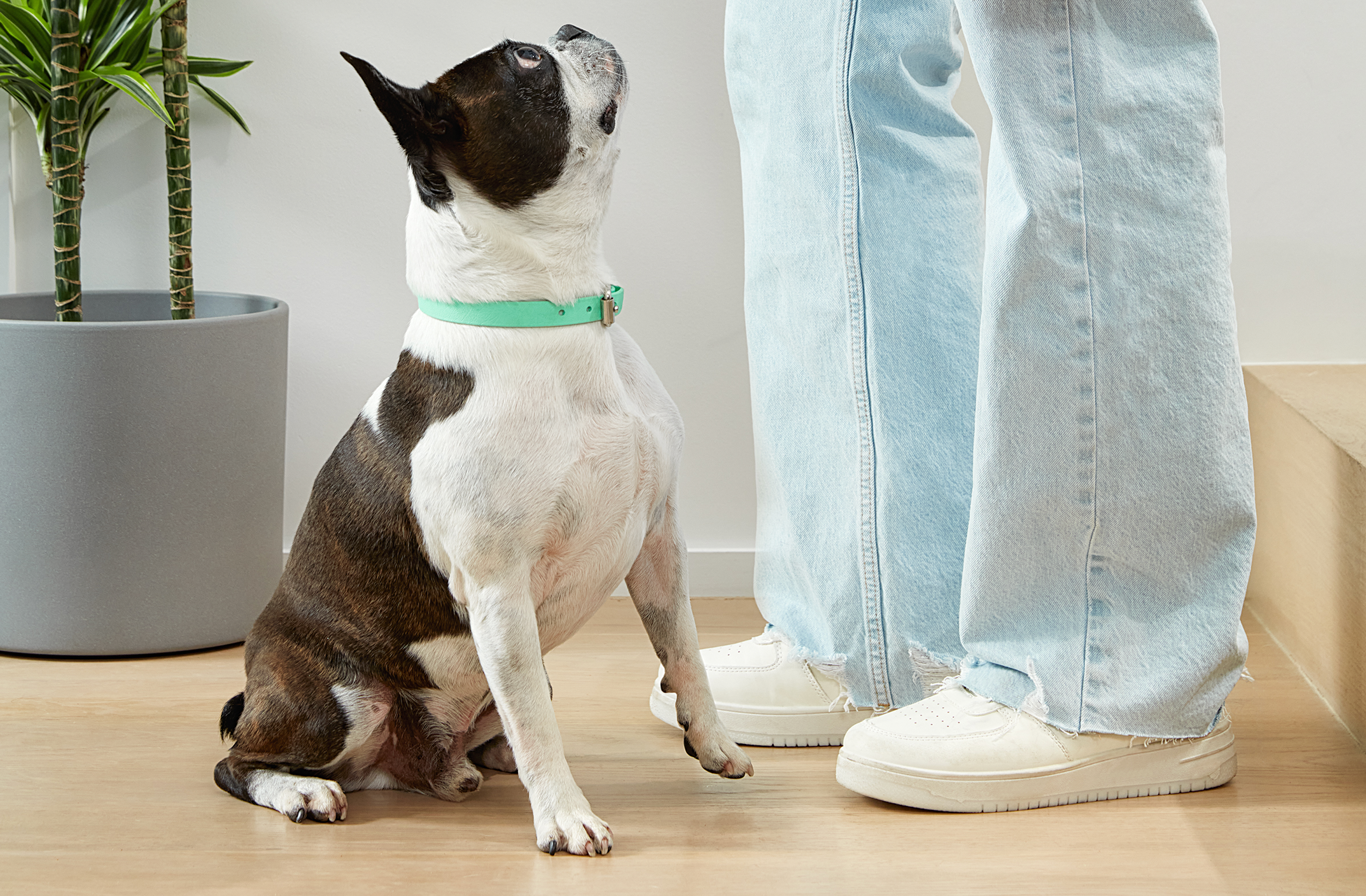 The Essential Guide to Puppy Proofing your House