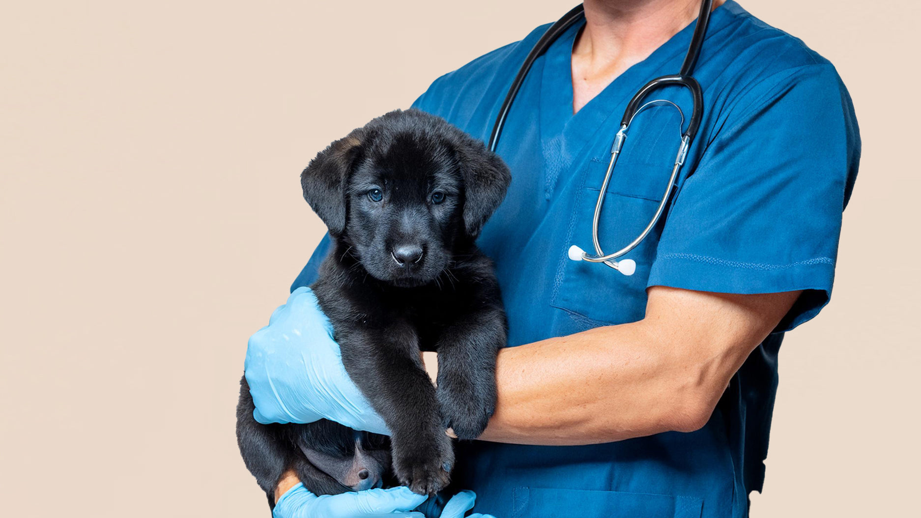 Vaccines For Dogs