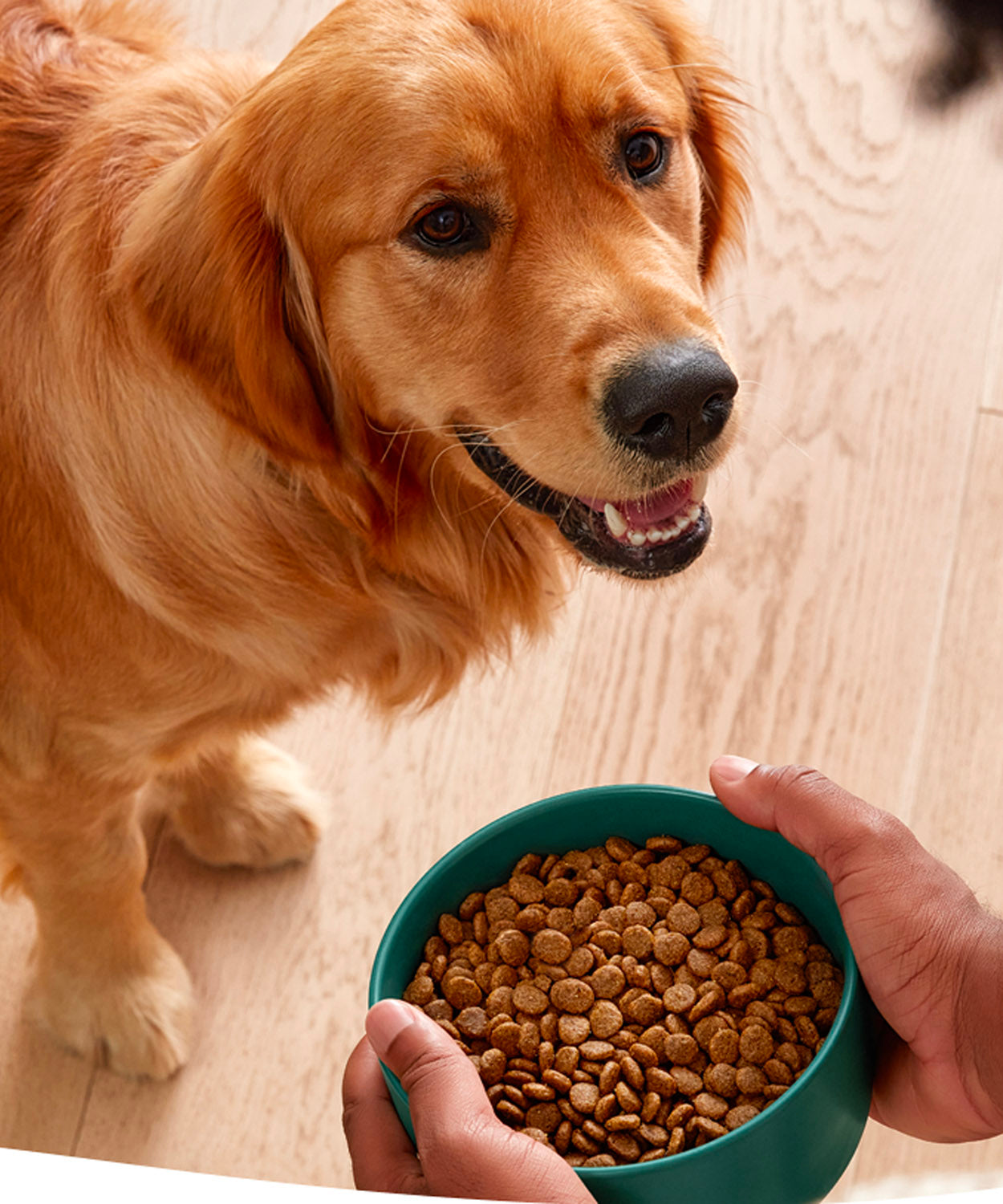 Pet shop bowl dog clearance food